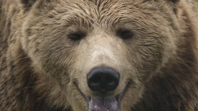 Detail Image Of Bear Nomer 33