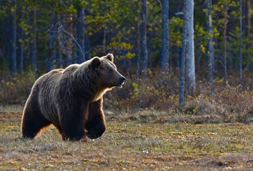 Detail Image Of Bear Nomer 38