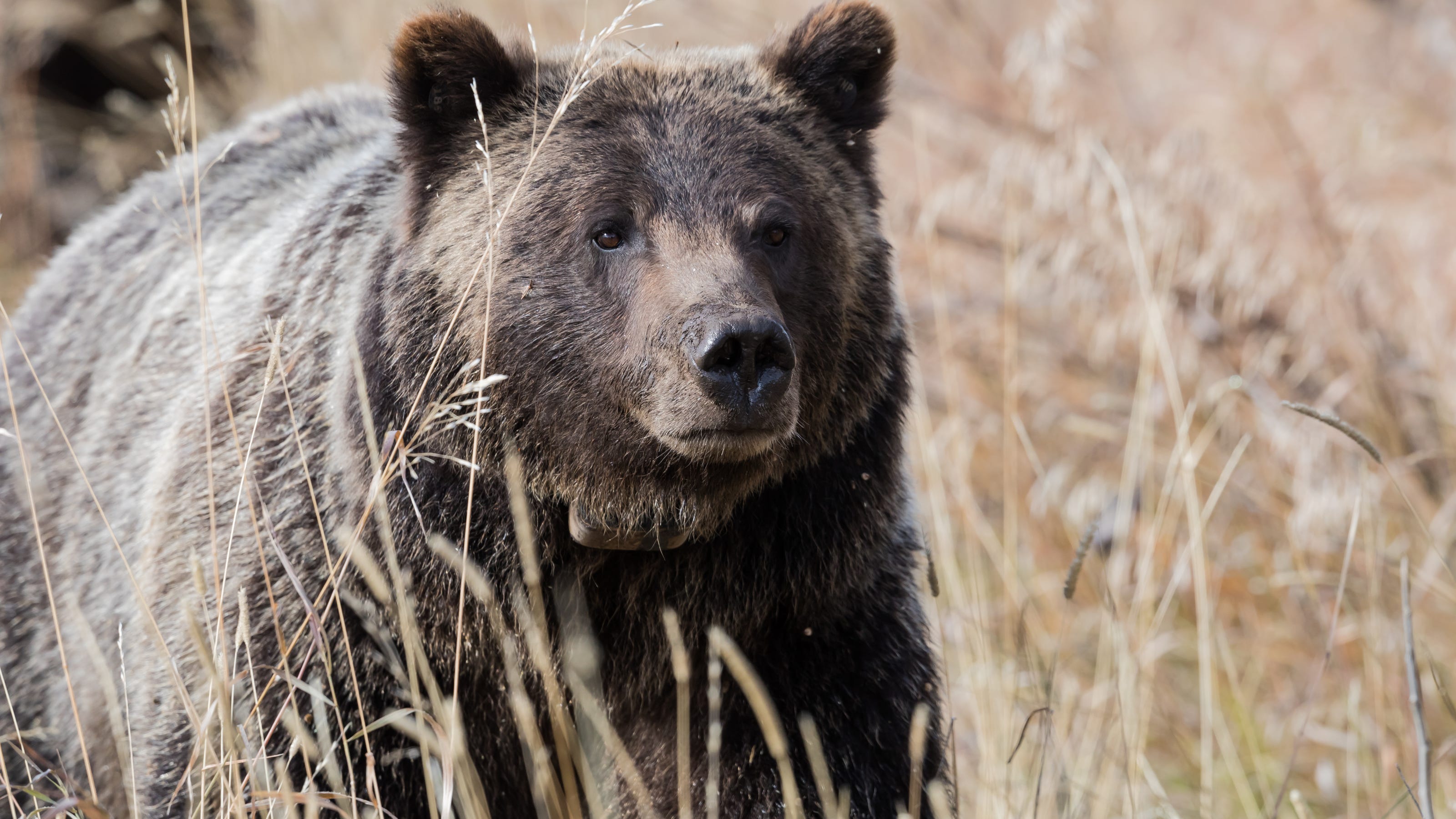 Detail Image Of Bear Nomer 41