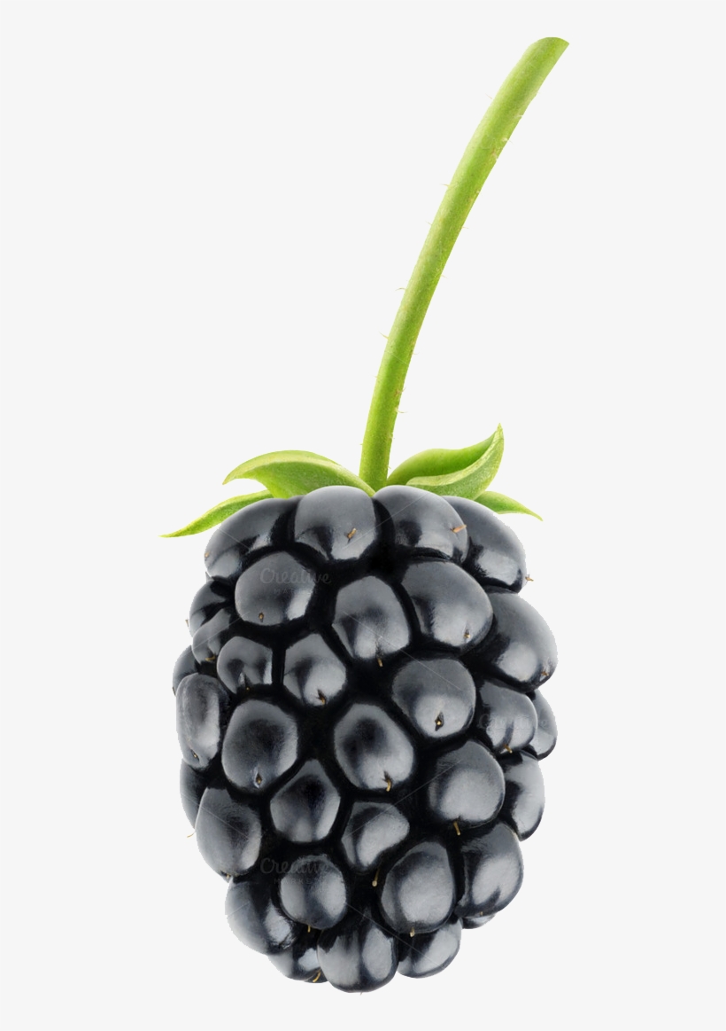 Detail Image Of Blackberry Fruit Nomer 16