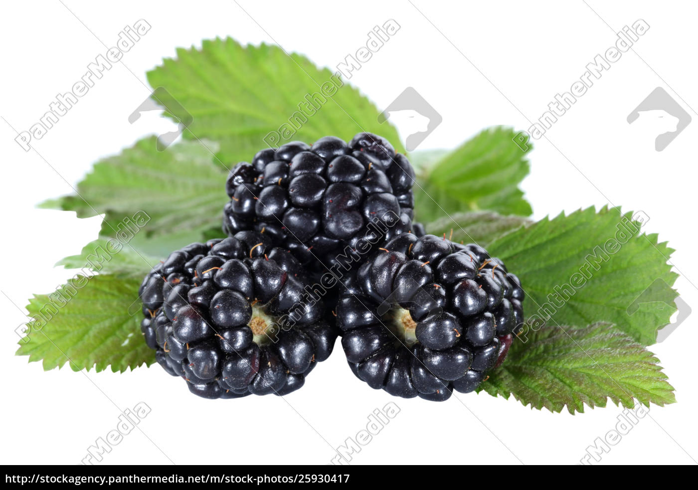 Detail Image Of Blackberry Fruit Nomer 17