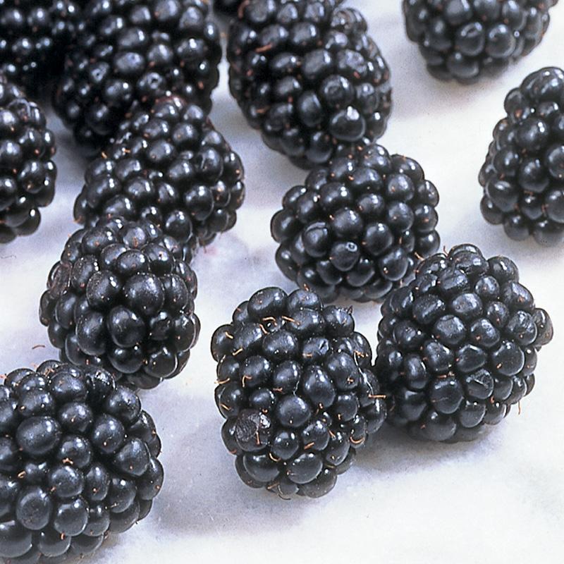 Detail Image Of Blackberry Fruit Nomer 18