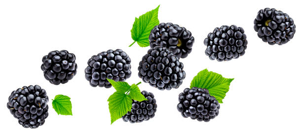 Detail Image Of Blackberry Fruit Nomer 24