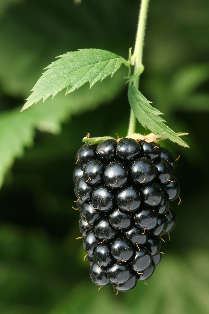 Detail Image Of Blackberry Fruit Nomer 25