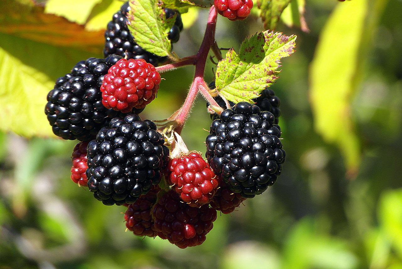 Detail Image Of Blackberry Fruit Nomer 36