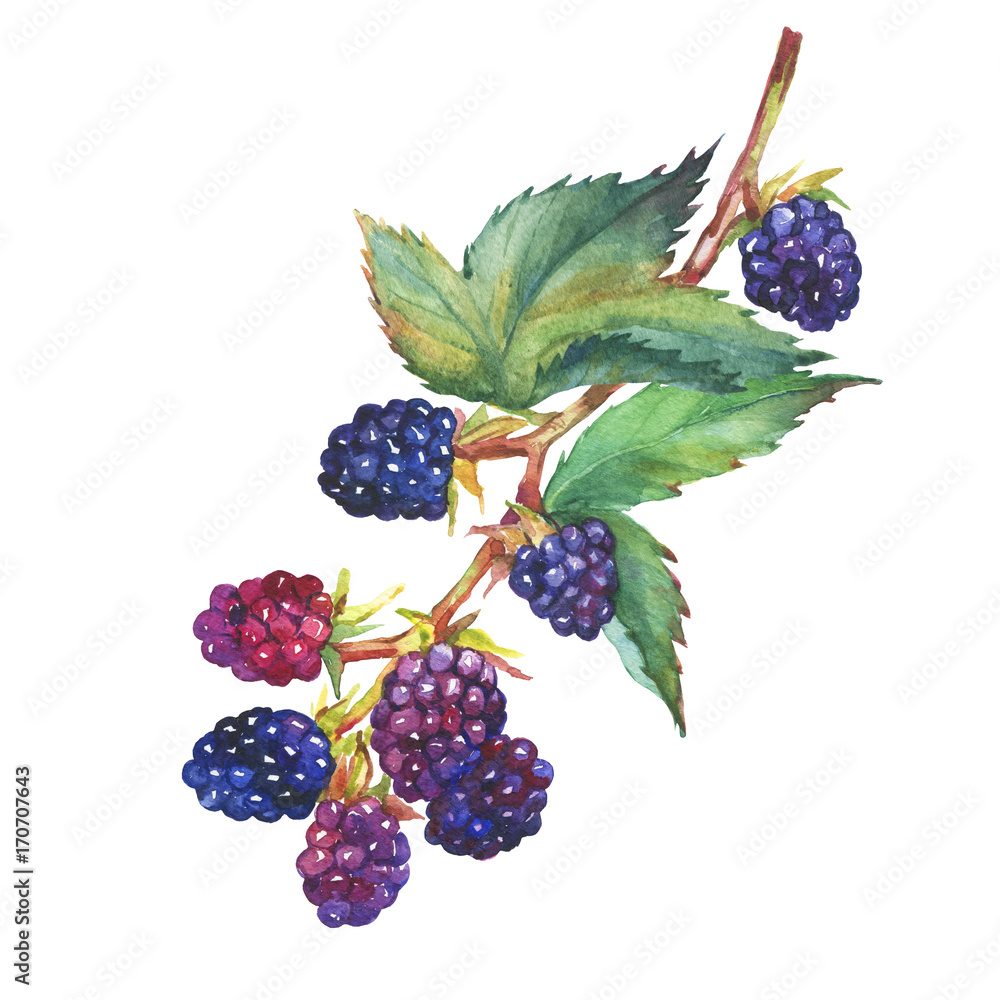 Detail Image Of Blackberry Fruit Nomer 39