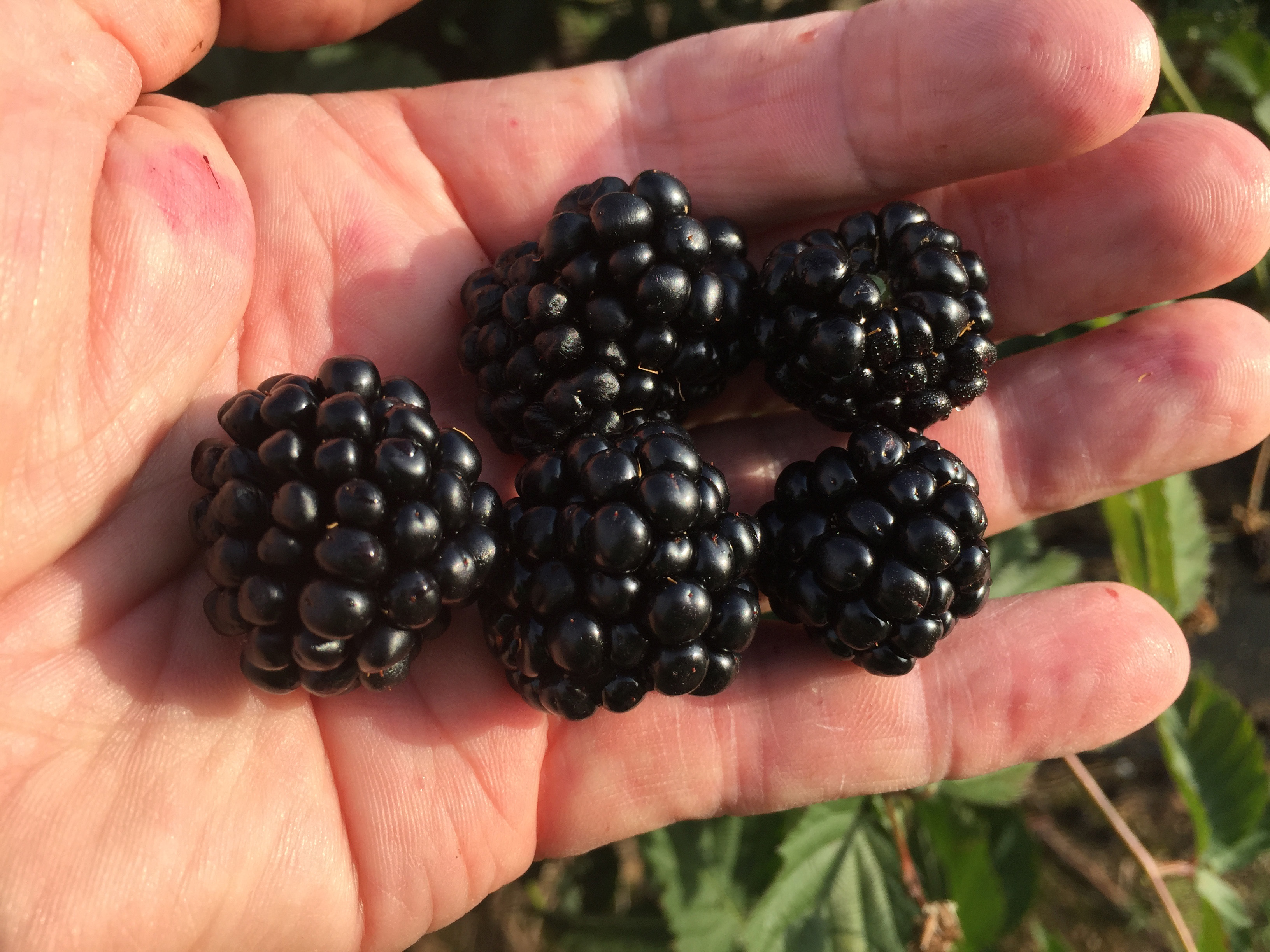 Detail Image Of Blackberry Fruit Nomer 6