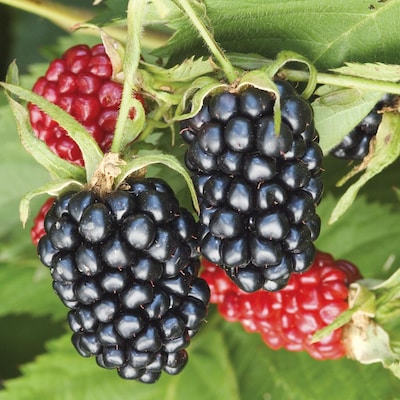 Detail Image Of Blackberry Fruit Nomer 47