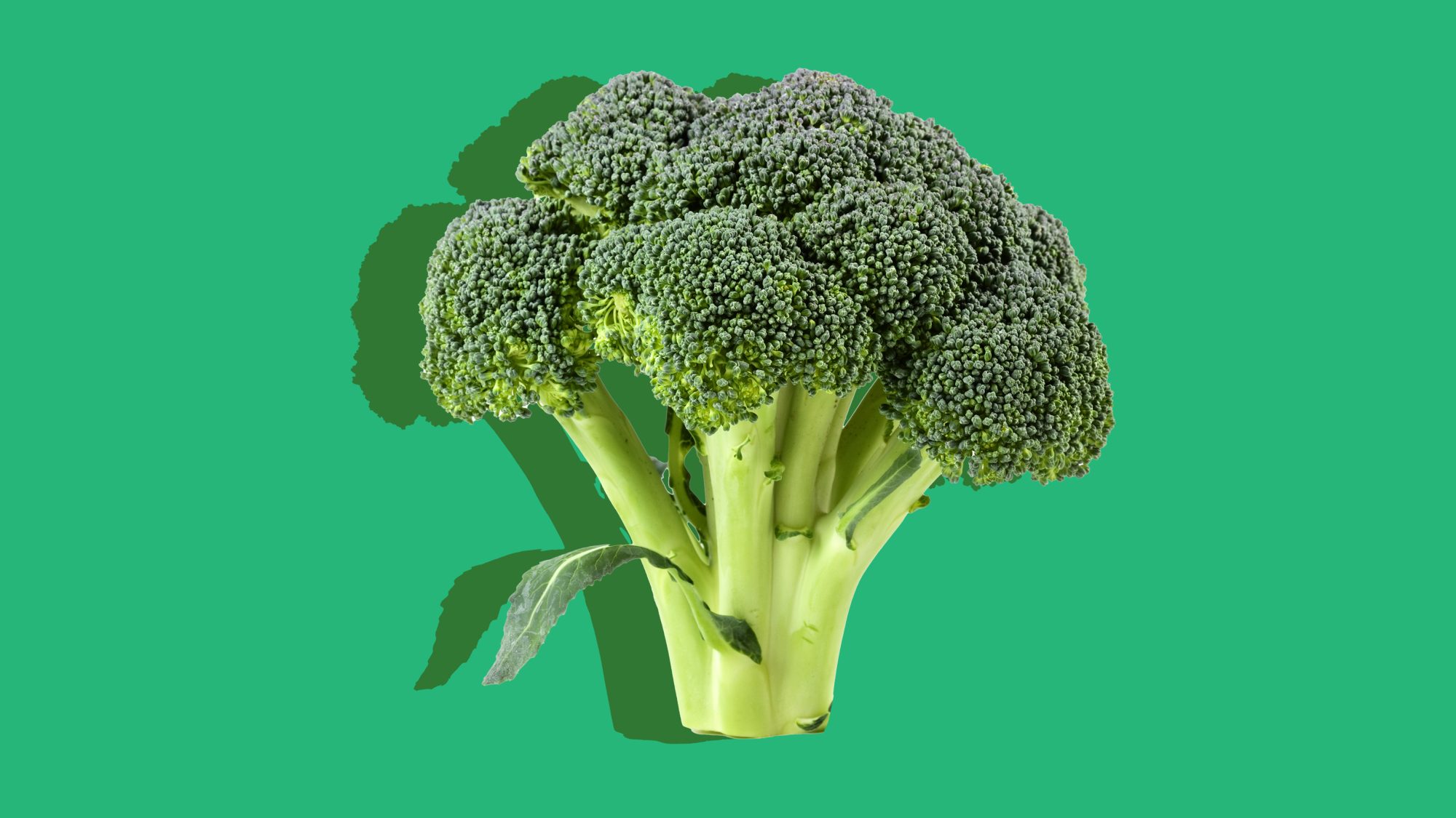 Detail Image Of Broccoli Nomer 57
