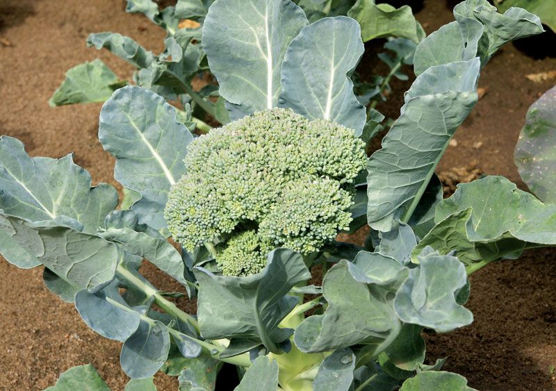 Detail Image Of Broccoli Plant Nomer 10