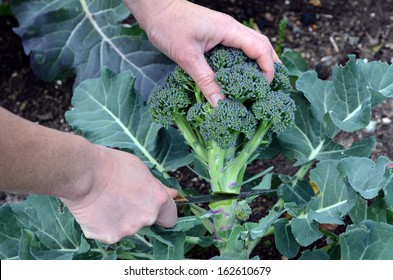 Detail Image Of Broccoli Plant Nomer 14