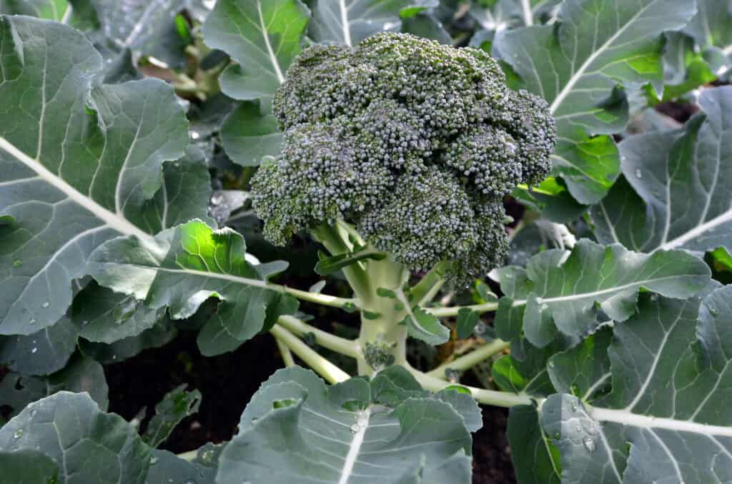 Detail Image Of Broccoli Plant Nomer 16