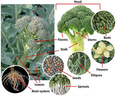 Detail Image Of Broccoli Plant Nomer 21