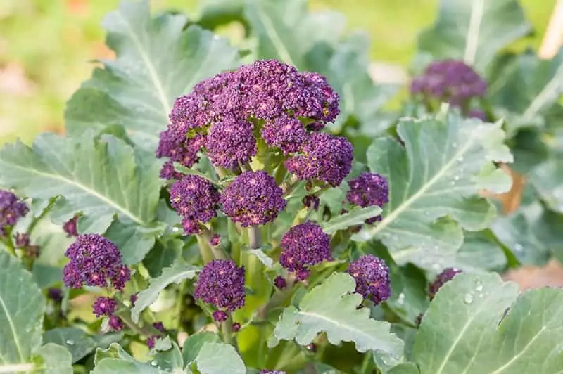 Detail Image Of Broccoli Plant Nomer 22