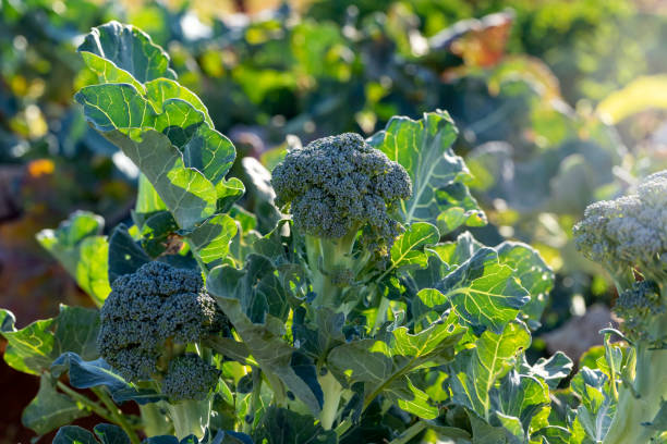 Detail Image Of Broccoli Plant Nomer 24