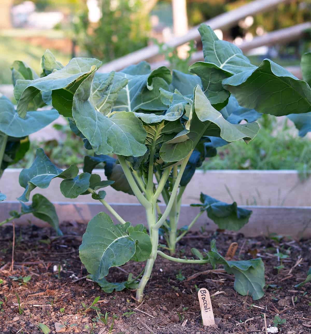 Detail Image Of Broccoli Plant Nomer 26