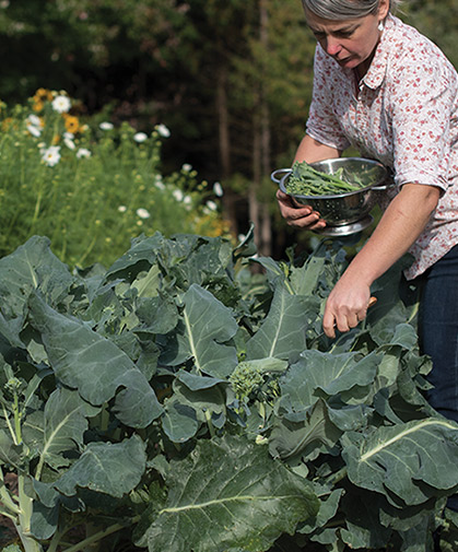 Detail Image Of Broccoli Plant Nomer 27