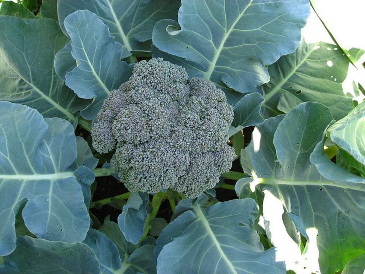 Detail Image Of Broccoli Plant Nomer 28