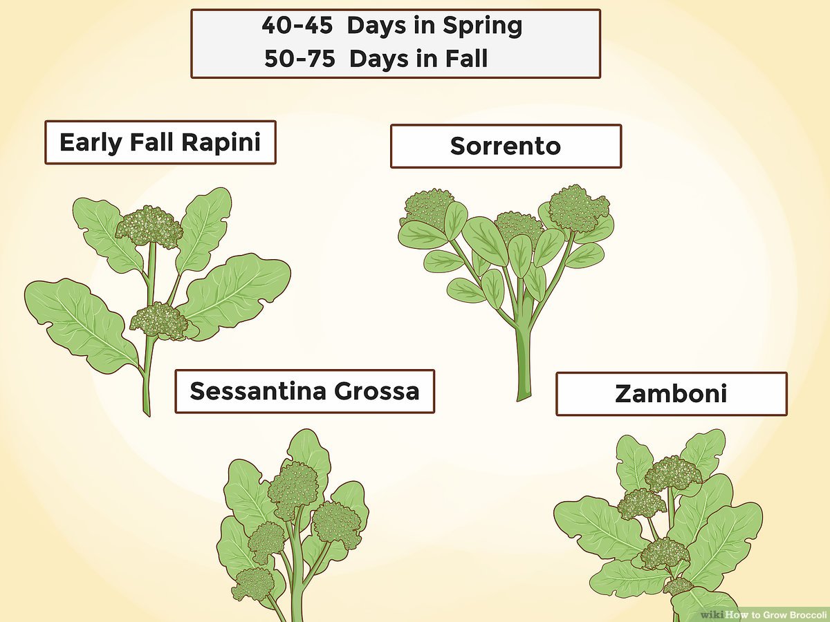 Detail Image Of Broccoli Plant Nomer 30