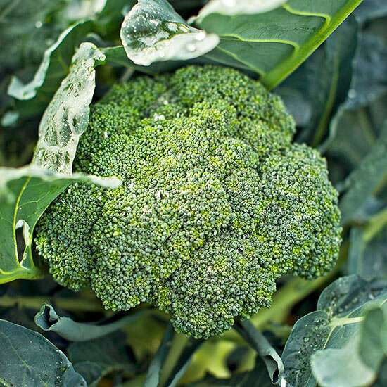 Detail Image Of Broccoli Plant Nomer 32