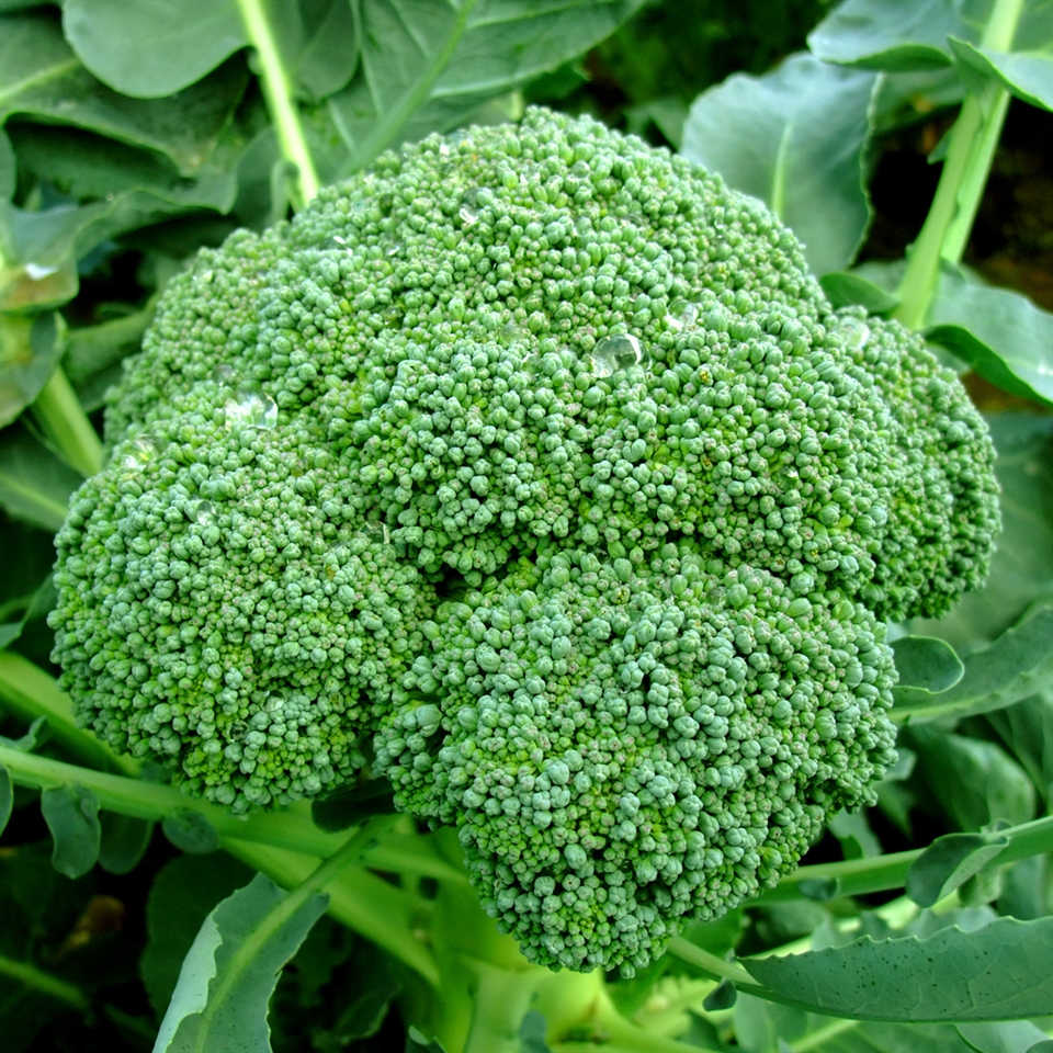 Detail Image Of Broccoli Plant Nomer 33