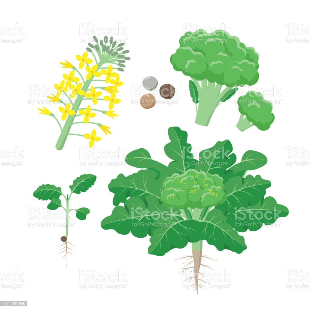 Detail Image Of Broccoli Plant Nomer 35