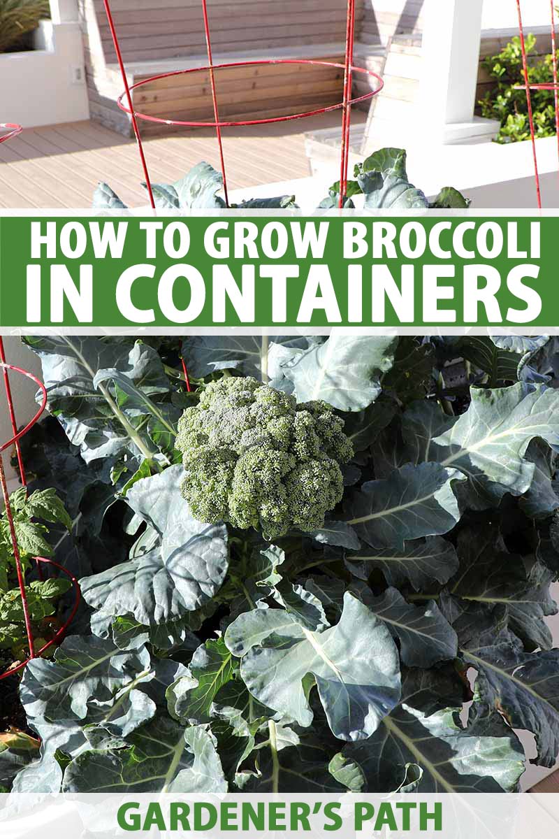 Detail Image Of Broccoli Plant Nomer 38