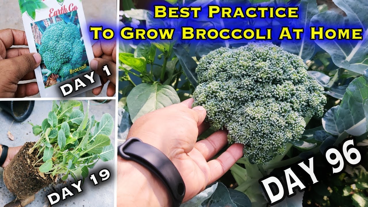 Detail Image Of Broccoli Plant Nomer 40