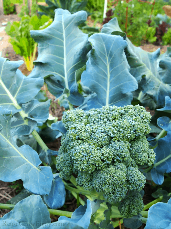 Detail Image Of Broccoli Plant Nomer 48