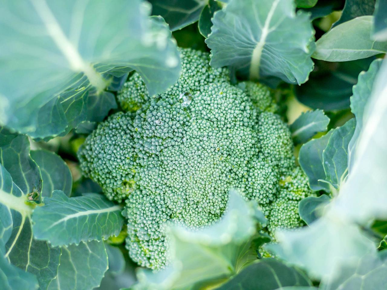 Detail Image Of Broccoli Plant Nomer 50