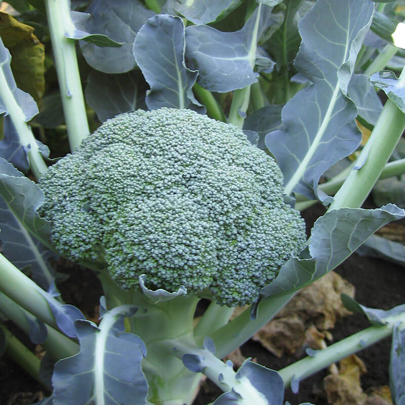Detail Image Of Broccoli Plant Nomer 7
