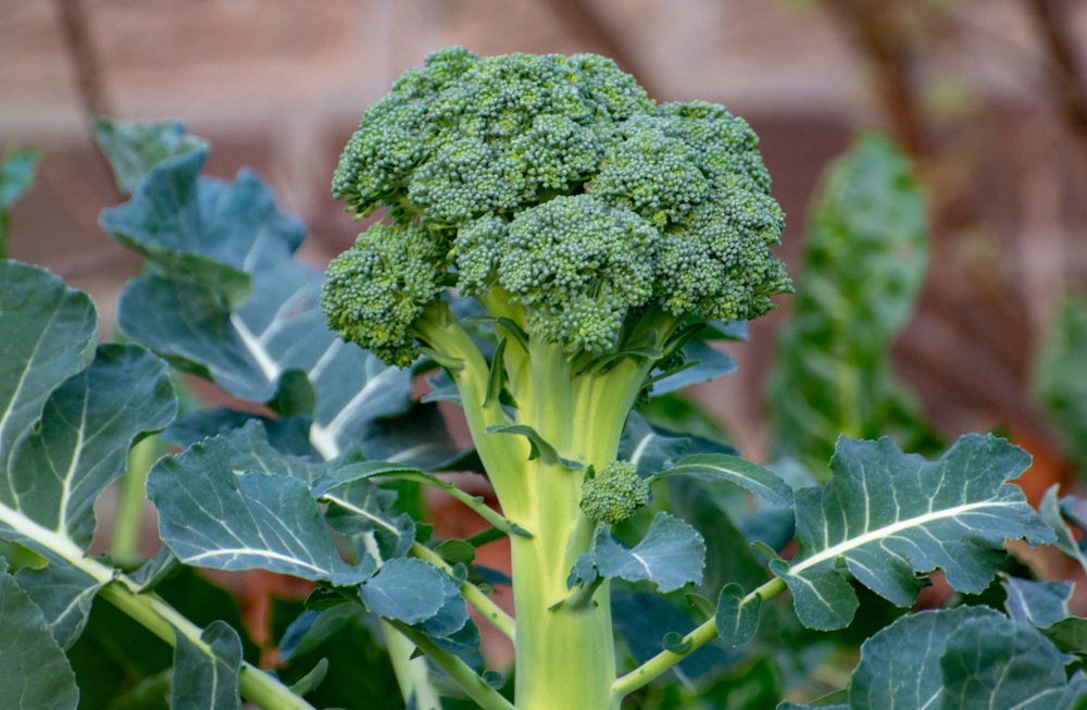 Detail Image Of Broccoli Plant Nomer 8