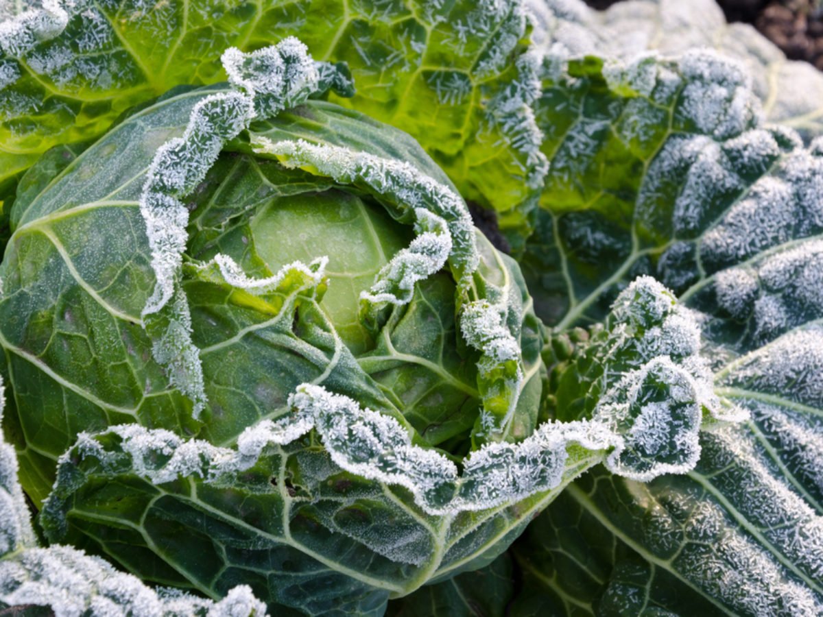 Detail Image Of Cabbage Nomer 19