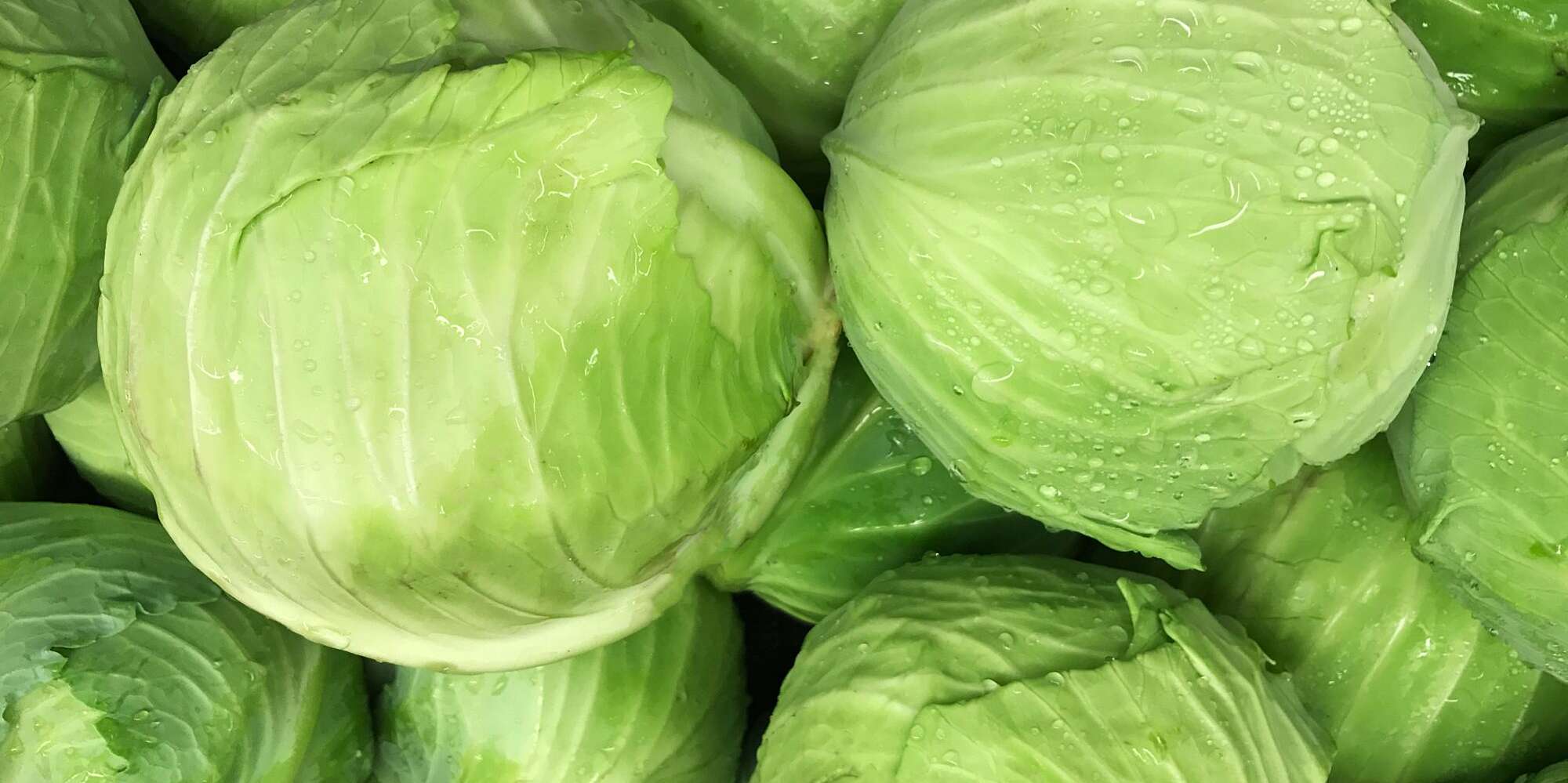 Detail Image Of Cabbage Nomer 44