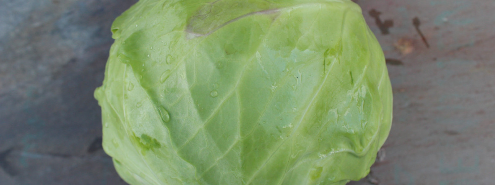 Detail Image Of Cabbage Nomer 52