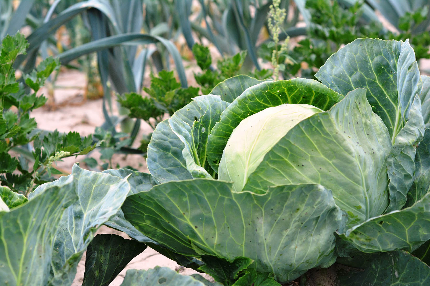 Detail Image Of Cabbage Nomer 57