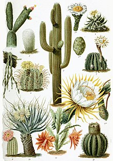 Detail Image Of Cactus Nomer 14
