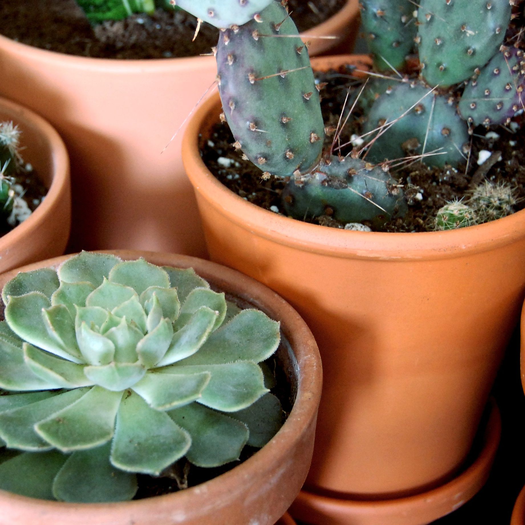 Detail Image Of Cactus Nomer 19