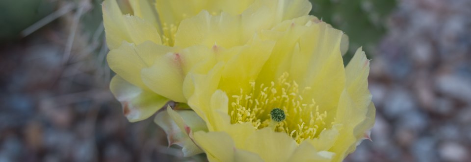Detail Image Of Cactus Nomer 21