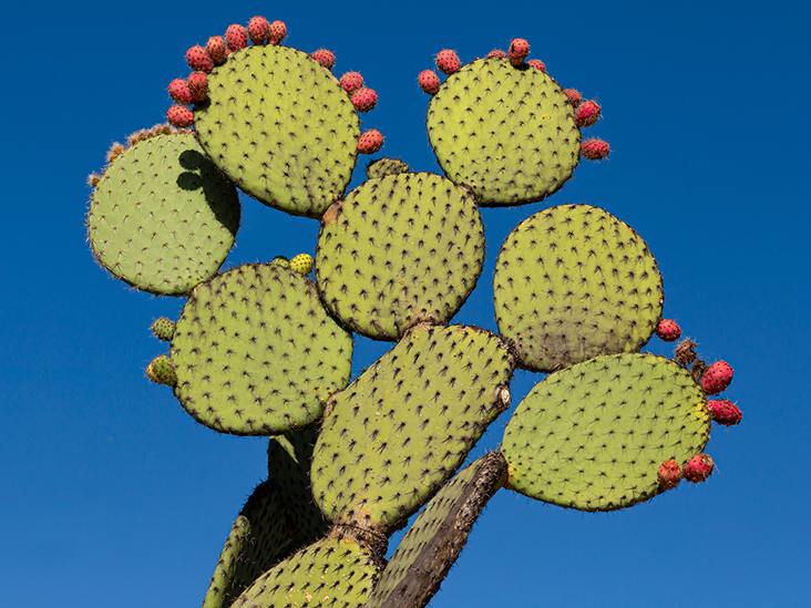 Detail Image Of Cactus Nomer 28
