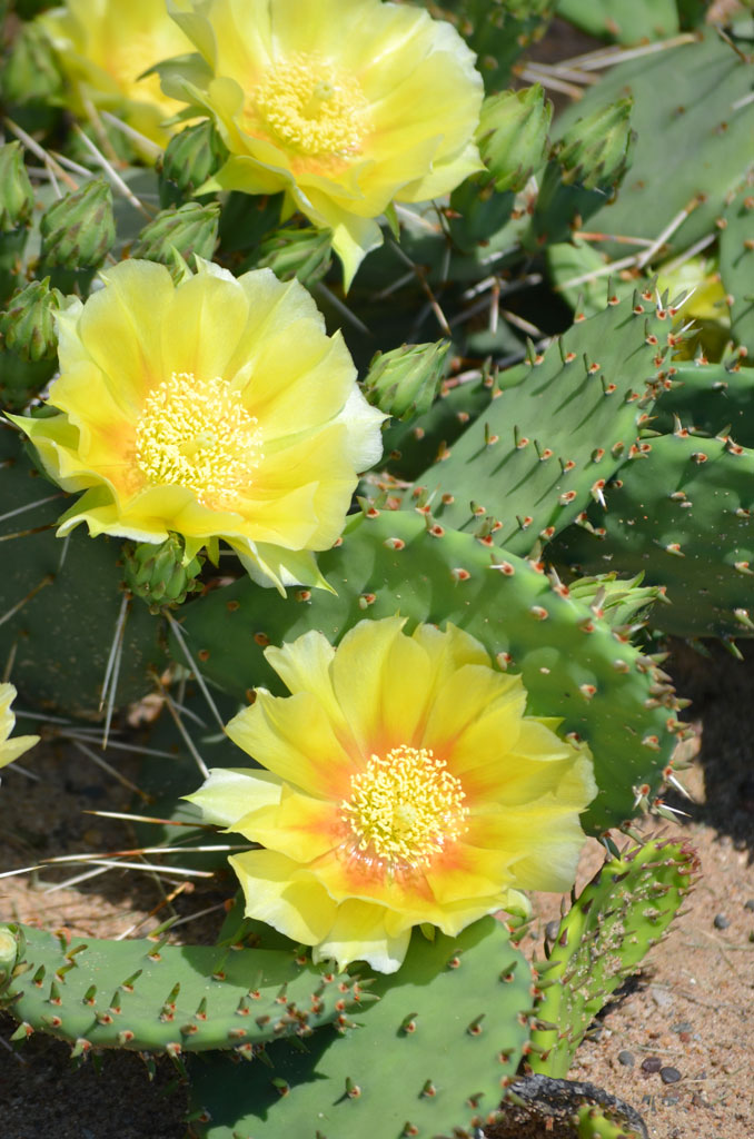 Detail Image Of Cactus Nomer 32