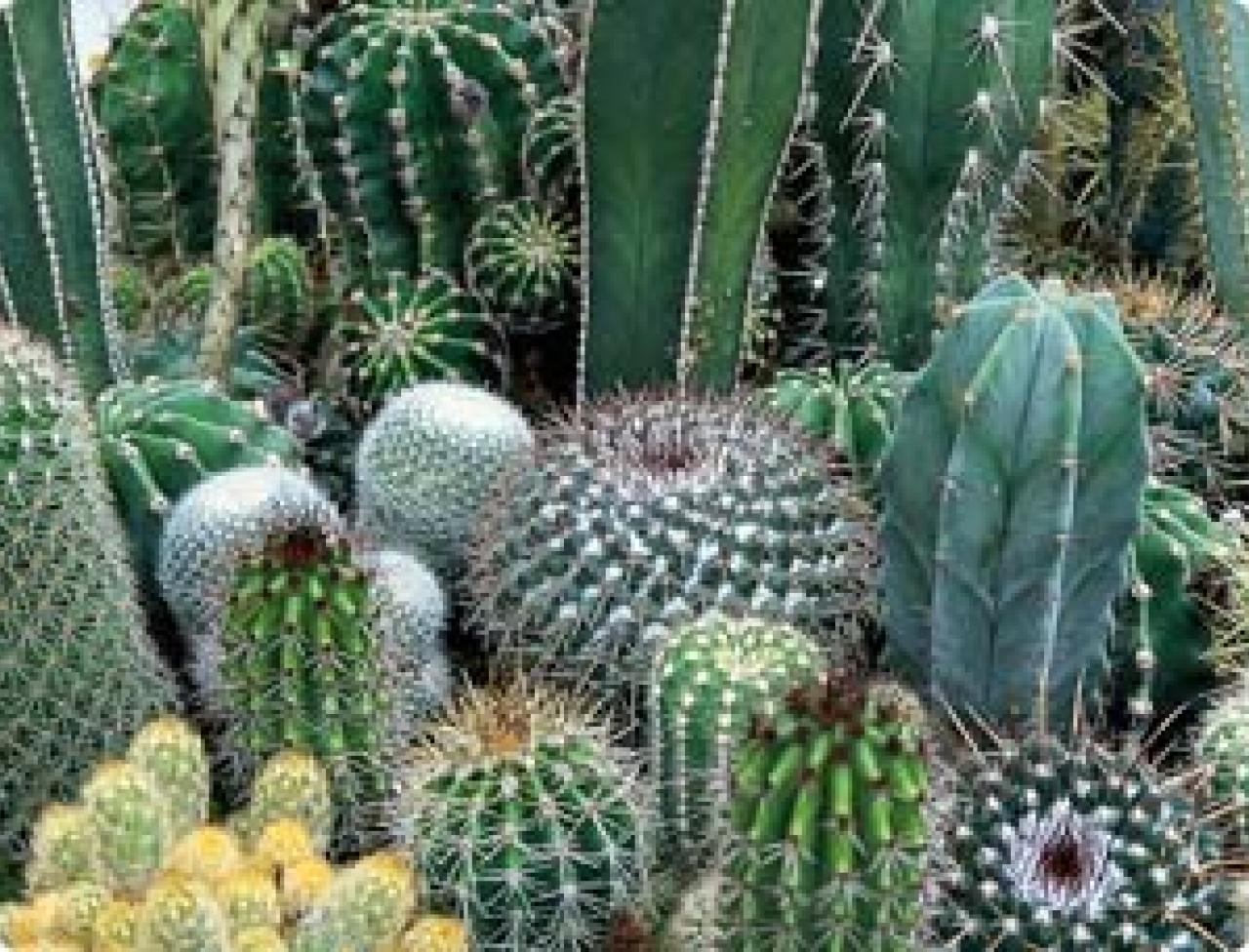 Detail Image Of Cactus Nomer 33