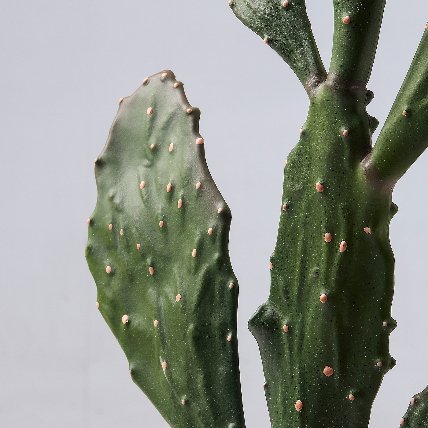 Detail Image Of Cactus Nomer 40