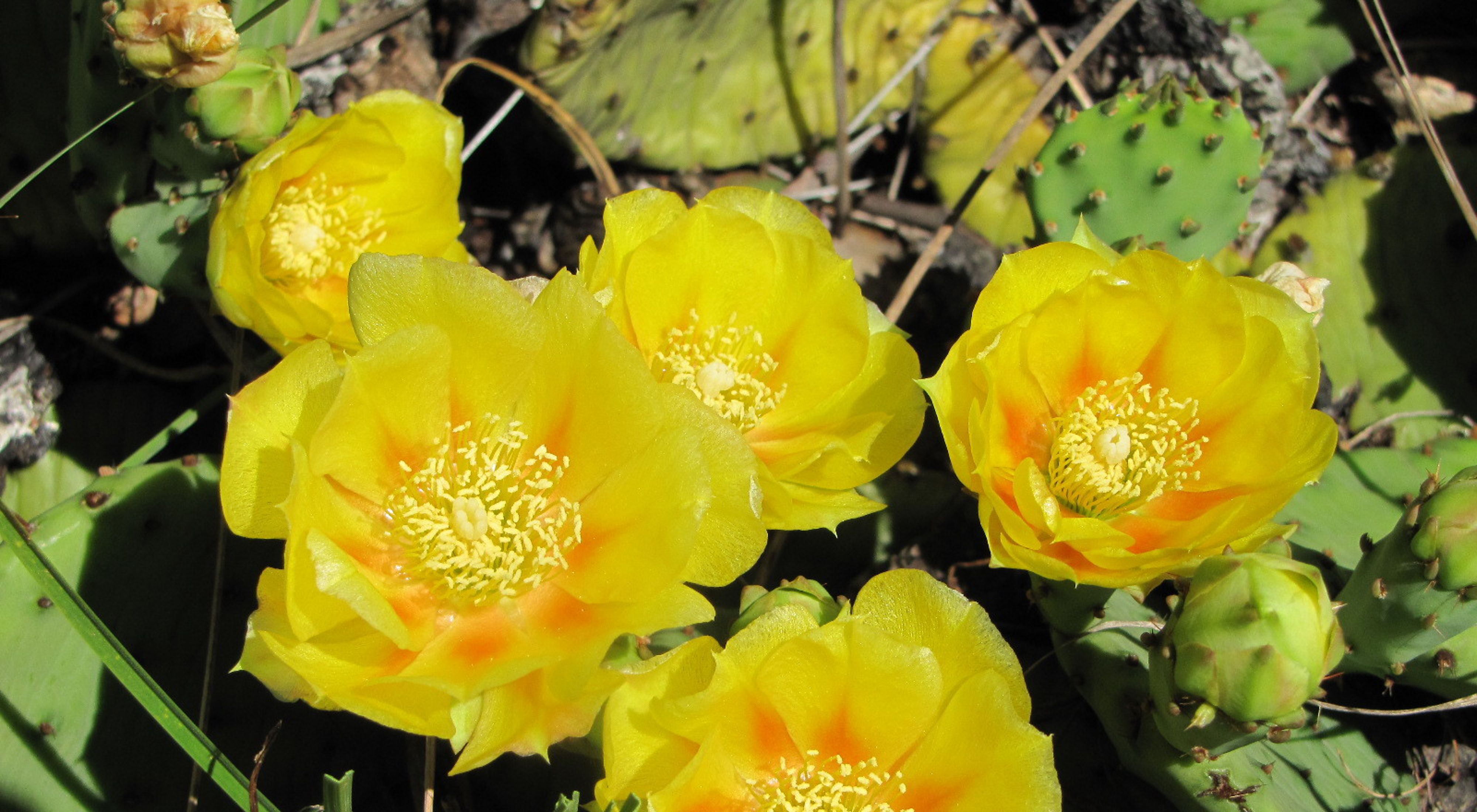 Detail Image Of Cactus Nomer 42