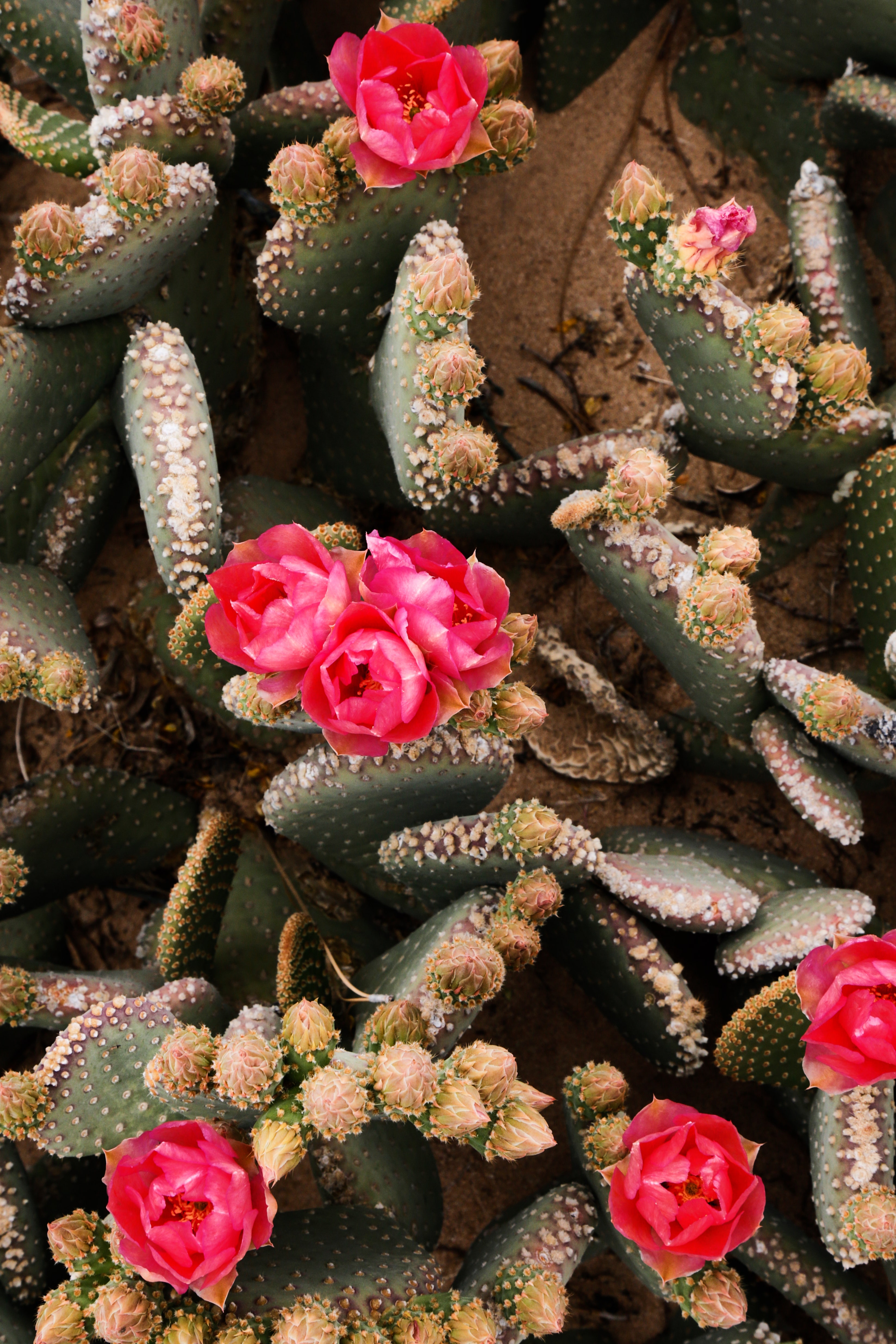 Detail Image Of Cactus Nomer 44