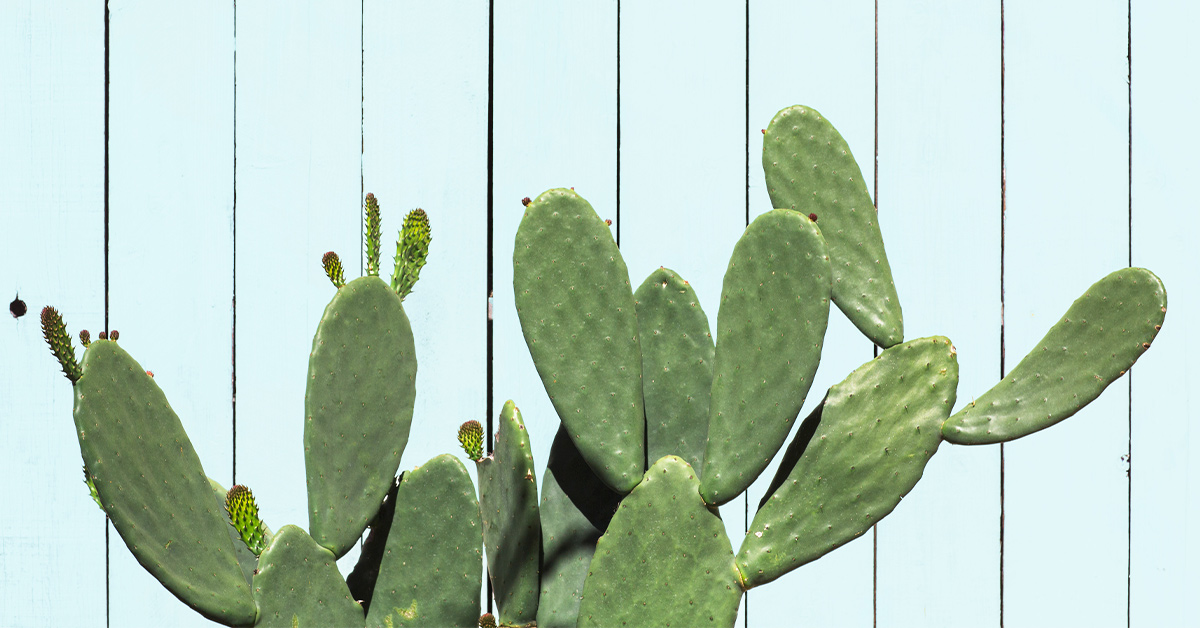 Detail Image Of Cactus Nomer 48
