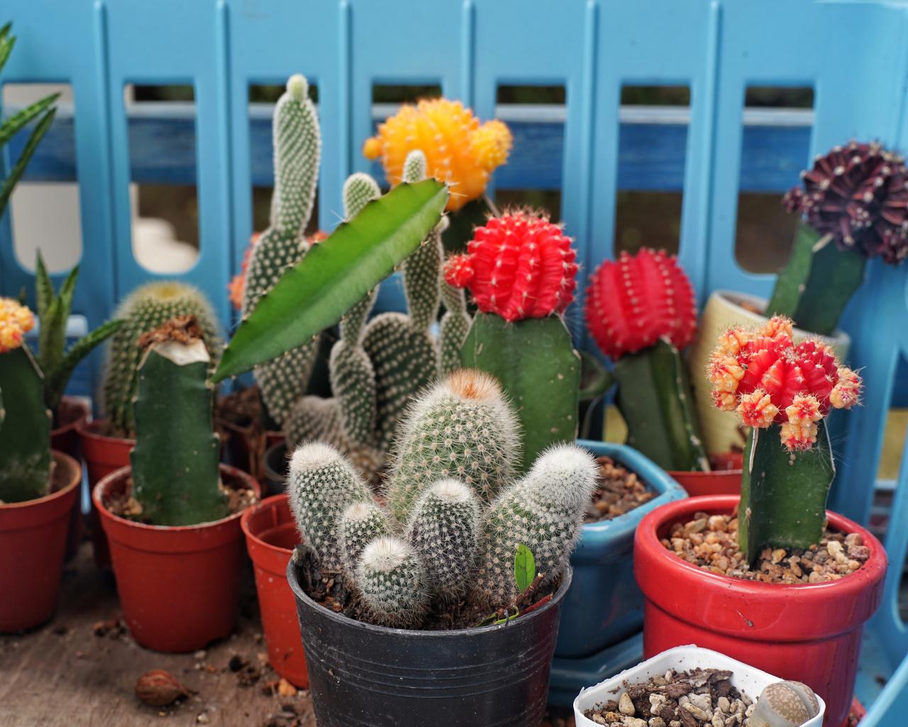Detail Image Of Cactus Nomer 50