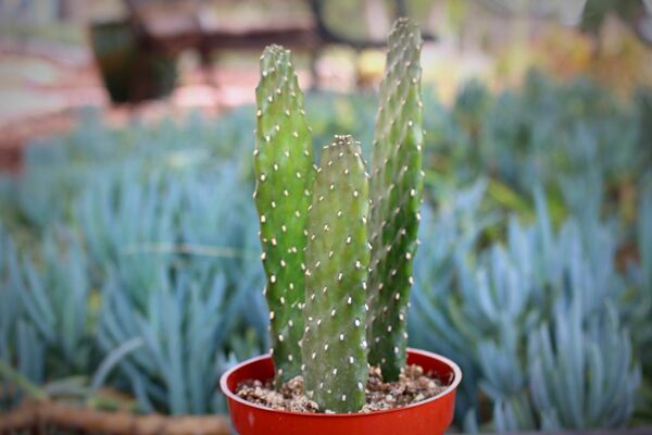Detail Image Of Cactus Nomer 52