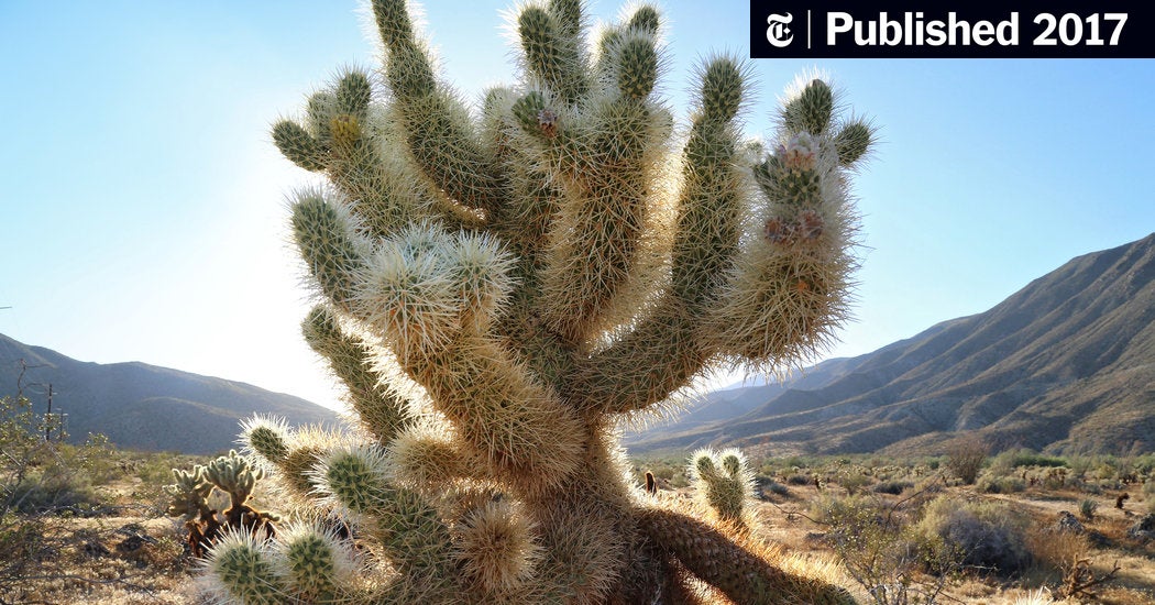 Detail Image Of Cactus Nomer 53