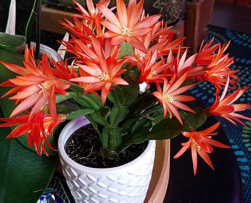 Detail Image Of Cactus Nomer 55